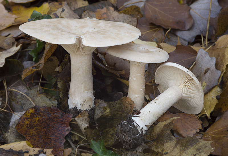 Clitocybe geotropa